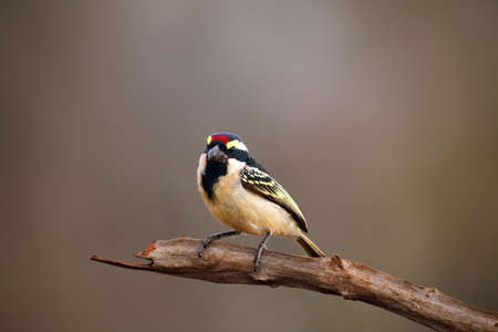 The acacia pied barbet or pied barbet (Tricholaema leucomelas) sitting on the branch with brown...