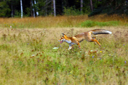 The red fox (Vulpes vulpes) looks for food in a meadow. Young red fox on green field with dark...