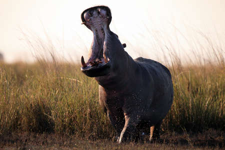The common hippopotamus (Hippopotamus amphibius) or hippo is warning by open jaws standing on the river bank in beautiful evening light. Huge open mouth of a hippo in Africa.の写真素材