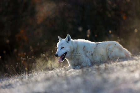 The Hudson Bay wolf (Canis lupus hudsonicus) subspecies of the wolf (Canis lupus) also known as the...