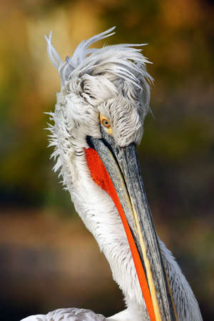 The Dalmatian pelican (Pelecanus crispus) portrait. Big pelican head isolated. Portrait of the pelican with white background. Head of the white water bird portrait..の写真素材
