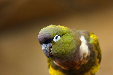 Burrowing parrot (Cyanoliseus patagonus) or Burrowing parakeet also known as the Patagonian conure,...