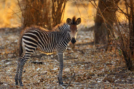 Crawshay's zebra (Equus quagga crawshay), subspecies The plains zebra (Equus quagga or Equus burchellii), a young zebra from the Luangwa River.の写真素材