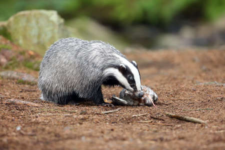 The European badger (Meles meles) also known as the Eurasian badger or simply badger eats dead wild duck on rock.European mysterious predator prey to a creek in dense forest.の写真素材