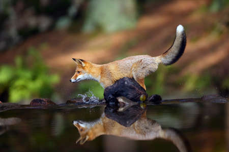 Young red fox (Vulpes vulpes) sneaks near water after prey in forest. The fox is reflected on the surface of a forest creek.の写真素材