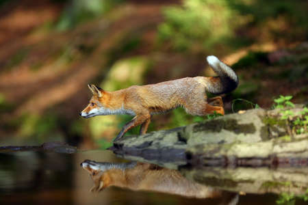 Young red fox (Vulpes vulpes) sneaks near water after prey in forest. The fox is reflected on the surface of a forest creek.の写真素材