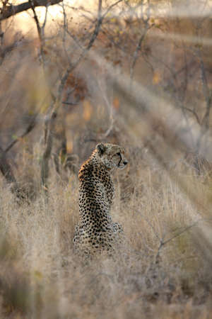 The cheetah (Acinonyx jubatus), also known as the hunting leopard sitting in the bush between the rays of the rising sun.の写真素材