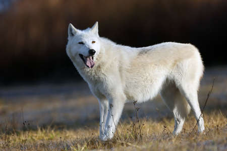 The Hudson Bay wolf (Canis lupus hudsonicus) subspecies of the wolf (Canis lupus) also known as the...