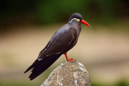 The Inca tern (Larosterna inca) sitting on the stone with green background. Portait of the tern.の写真素材
