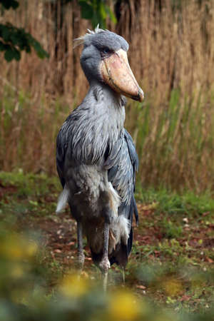 The shoebill (Balaeniceps rex) also known as whalehead or shoe-billed stork in green reedsの写真素材