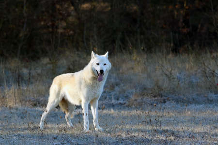 The Hudson Bay wolf (Canis lupus hudsonicus) subspecies of the wolf (Canis lupus) also known as the...