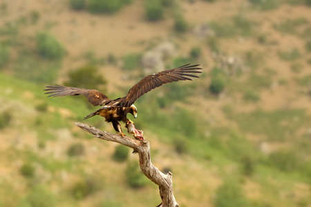 The Spanish imperial eagle (Aquila adalberti), also known as the Iberian imperial eagle, Spanish...