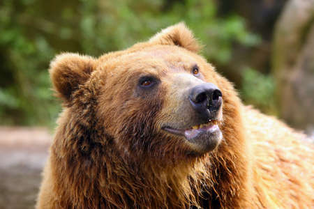 The mainland grizzly (Ursus arctos horribilis) portait of the big female bear. Grizzly portrait.