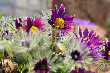 Pulsatilla vulgaris or pasque flower,pasqueflower,European pasqueflower, Dane's blood,a species of flowering plant belonging to the buttercup family Ranunculaceae, found locally on calcareous grassland.の写真素材