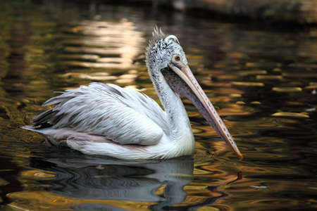 The Dalmatian pelican (Pelecanus crispus) is swimming in the lakeの写真素材