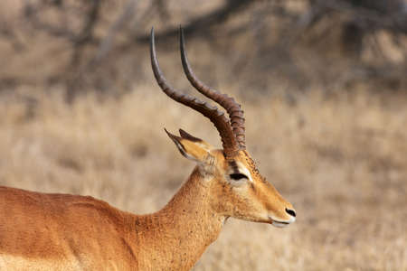The detail of the head with horns of male impala (Aepyceros melampus) with face and muzzle with...