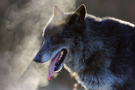The northwestern wolf (Canis lupus occidentalis) standing on the road. The wolf (Canis lupus), also...