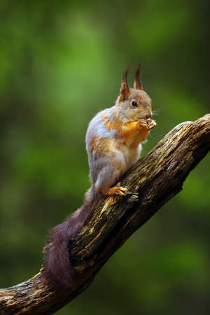 The red squirrel or Eurasian red sguirrel (Sciurus vulgaris) sitting on the branch in the scandinavian forest. Squirrel in a typical environment.の写真素材