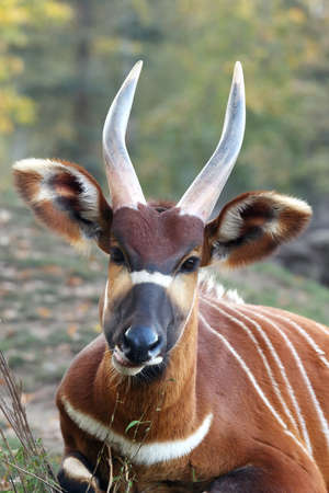 The detail of the head of bongo (Tragelaphus eurycerus) with huge horns and ears and green and yellow backgroundの写真素材