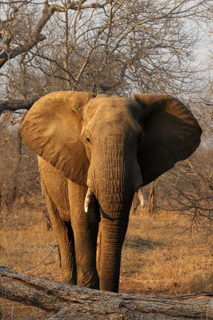 The young male of african bush elephant (Loxodonta africana) warning with open ears and looking...
