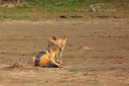 The black-backed jackal (Canis mesomelas) two jackals cleaned each other. Jackals in the desert.