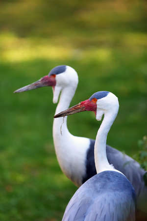The wattled crane (Grus carunculata), adult pair portrait with green backgroundの写真素材