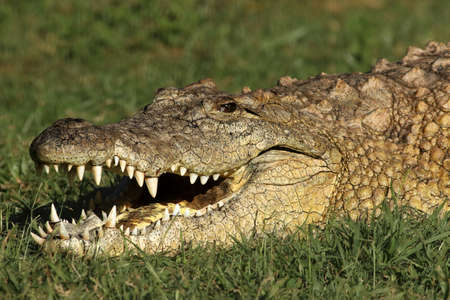 The detail of head of nile crocodile (Crocodylus niloticus) lying in the grassの写真素材