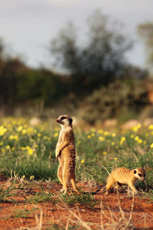 The meerkat or suricate (Suricata suricatta) is keeping watch in typical position with yellow...