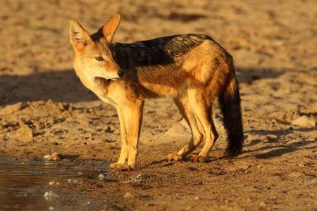 The black-backed jackal (Canis mesomelas) is checking situation and looking around waterhole after drinking in beautiful evening light during sunset in desertの写真素材