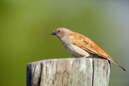 The northern grey-headed sparrow (Passer griseus), also known as the grey-headed or common grey-headed sparrow sitting on the wood.の写真素材