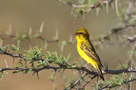 The yellow canary (Crithagra flaviventris) is sitting on thorny branch in the savannaの写真素材