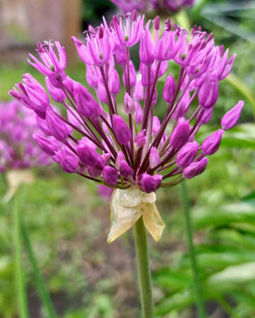 Purple flower