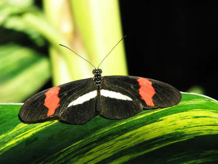 Black butterfly on leaf 