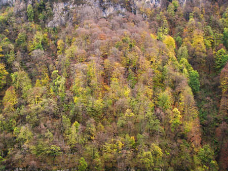 Autumn forestの写真素材