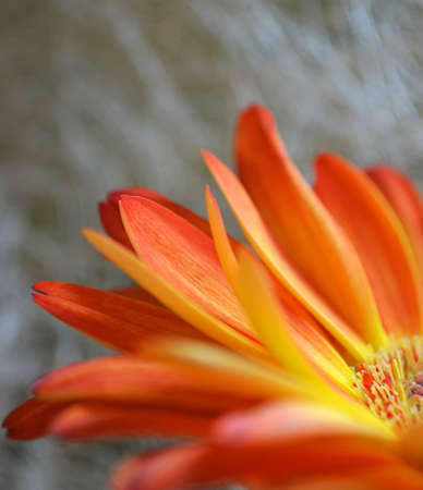  Yellow Gerberの写真素材