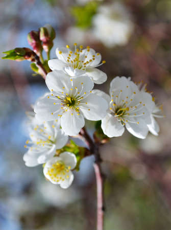  Blooming branches of cherries tree