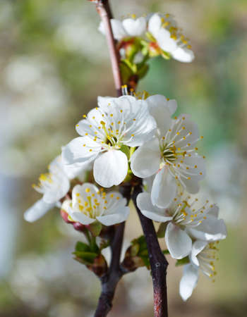  Blooming branches of cherries treeの写真素材