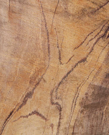  Texture of tree stumpの写真素材
