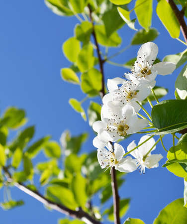A blooming branch of pear treeの写真素材