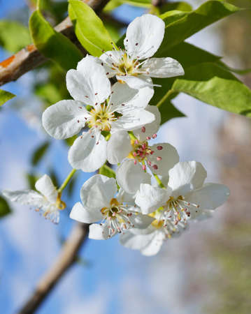 A blooming branch of pear treeの写真素材