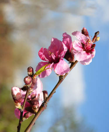 A blooming branch of peach treeの写真素材
