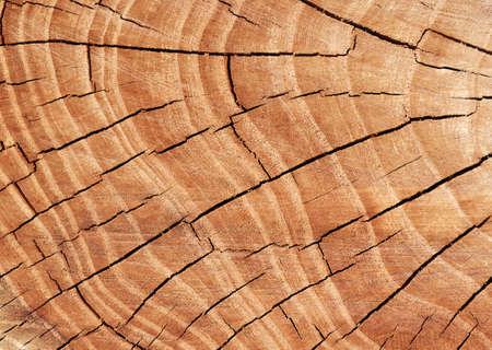  Texture of tree stumpの写真素材