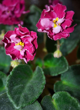 African violetの写真素材