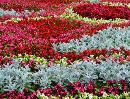 Flowers seamless backgroundの写真素材