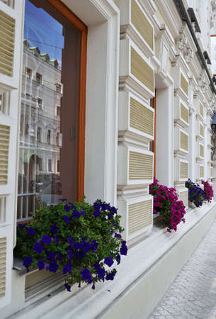 Flowers on the windows