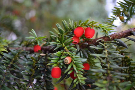 Ripe red yew-tree berries