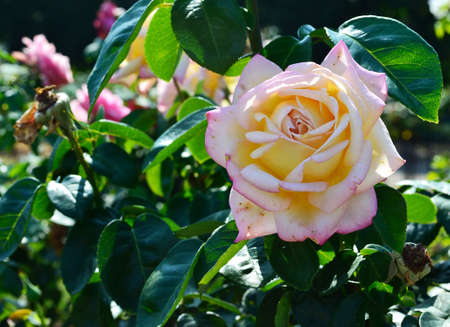 Pink roseの写真素材