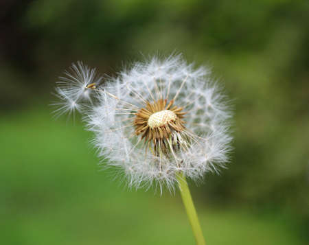 Dandelionの写真素材