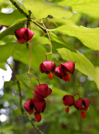 Red berries on the treeの写真素材