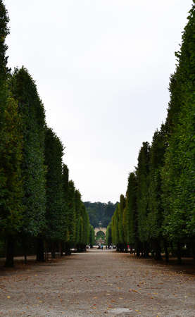 Pathway with high treesの写真素材